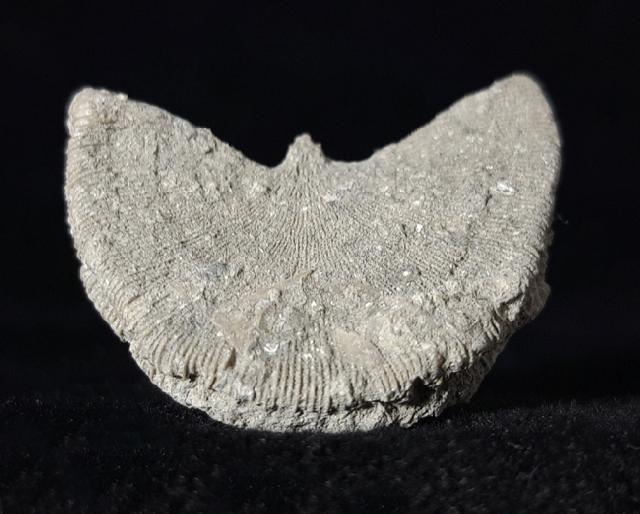Diploctenium subcirulare MILNE-EDWARDS & HAIME 1848 - Bild © FossNet FossilienStore